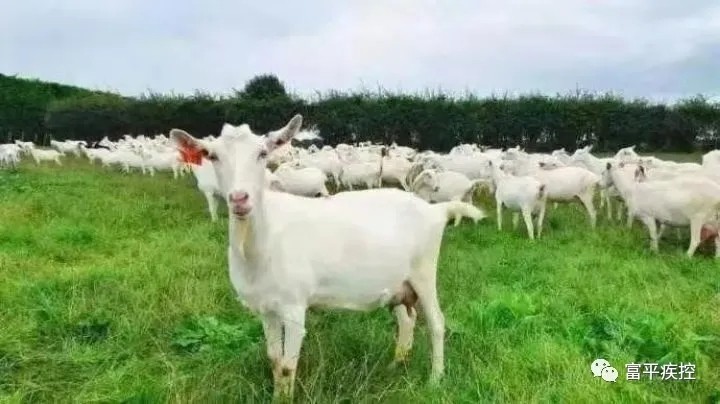 奶山羊养殖过程中的个人防护